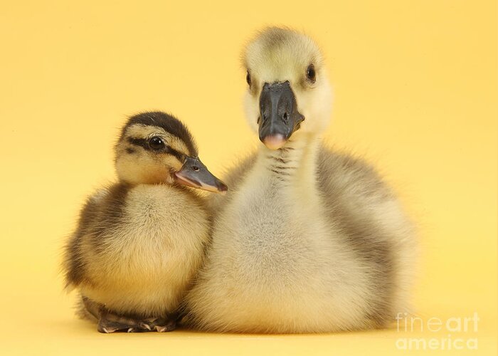 Nature Greeting Card featuring the photograph Embden X Greylag Gosling And Mallard #1 by Mark Taylor