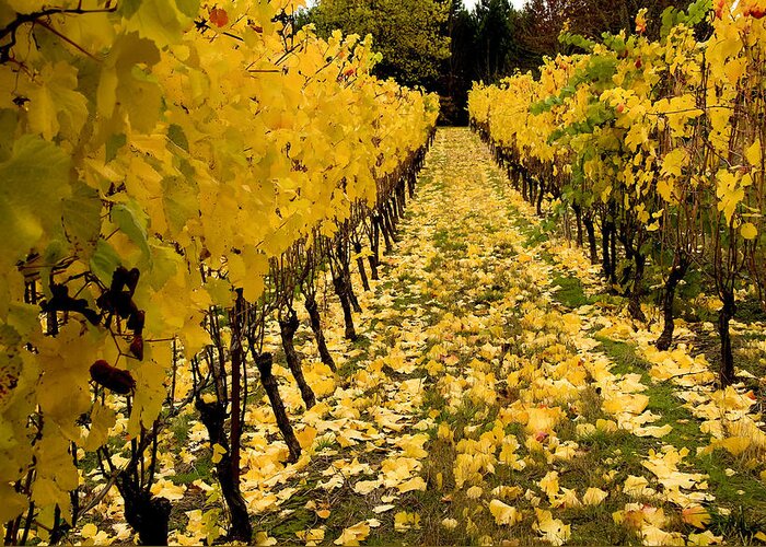 Vineyard Greeting Card featuring the photograph Fall in the Vineyard #2 by Jean Noren