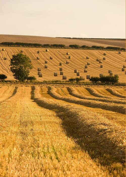 North Yorkshire Greeting Card featuring the photograph Farmers Field, North Yorkshire, England #1 by John Short