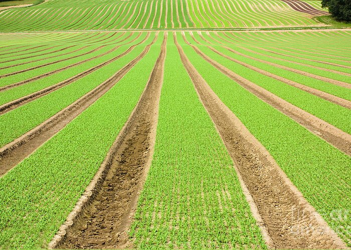 Agricultural Greeting Card featuring the photograph Farmland furrows in perspective #1 by Simon Bratt