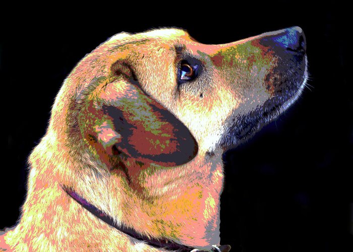Dog Greeting Card featuring the digital art Focus #1 by Dorrie Pelzer