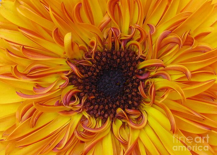 Flower Greeting Card featuring the photograph Frazzled by Tina Marie