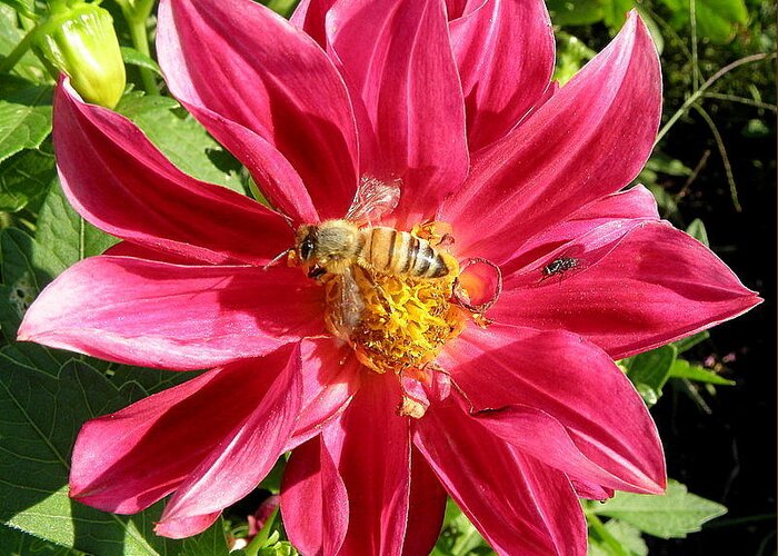 Honey Greeting Card featuring the photograph Gathering Nectar #1 by Kim Galluzzo
