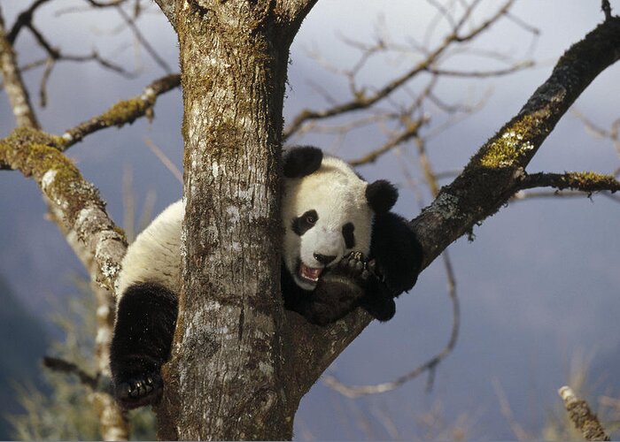 Mp Greeting Card featuring the photograph Giant Panda Ailuropoda Melanoleuca #1 by Konrad Wothe
