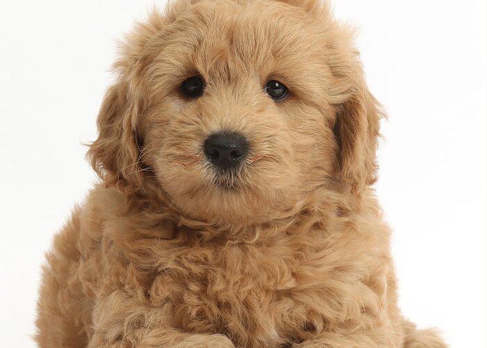 Nature Greeting Card featuring the photograph Goldendoodle Puppy by Mark Taylor