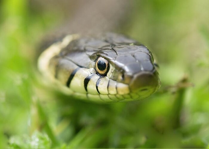 Grass Snake Greeting Card featuring the photograph Grass Snake #1 by Adrian Bicker