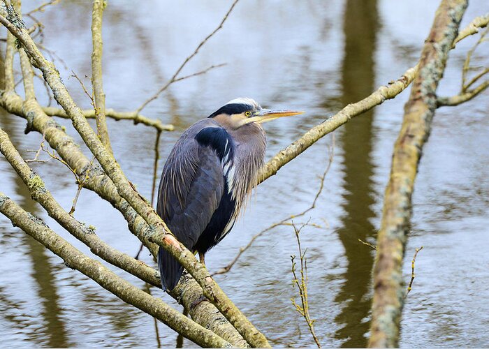Heron Greeting Card featuring the photograph Great Blue Heron #1 by Lawrence Christopher