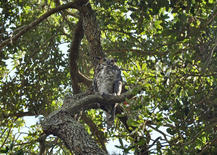 Horned Owl Greeting Card featuring the photograph Great Horned Owl #2 by John Black