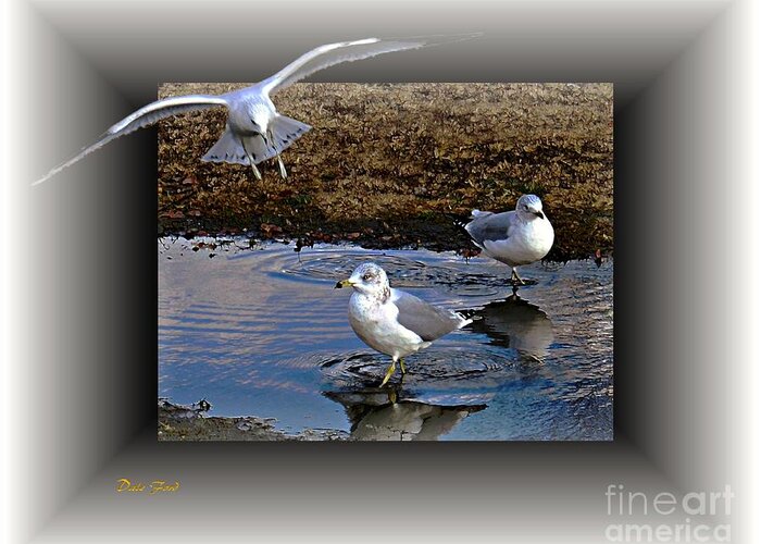 Seagull Greeting Card featuring the digital art Heads Up #1 by Dale  Ford