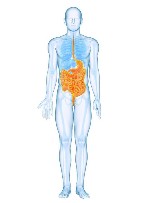 Artwork Greeting Card featuring the photograph Healthy Digestive System, Artwork #1 by Sciepro