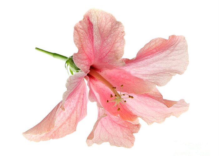 High Greeting Card featuring the photograph Hibiscus #1 by Nicholas Burningham