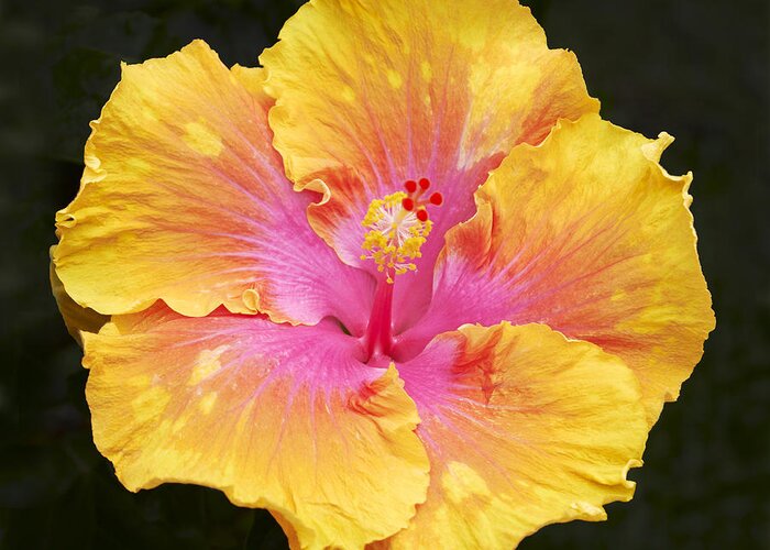 Hibiscus Flowers Flower Floral Bloom Blossom Blooming Garden Nature Plant Petals Plants Grow Species Garden One Single 1 Petals Close-up Close Up Cultivate Botanical Botany Nature Greeting Card featuring the photograph Hibiscus #1 by Tony Cordoza
