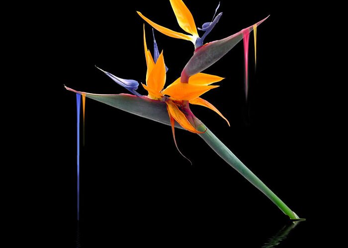 Flower Greeting Card featuring the digital art Hungry Birds by Gordon Engebretson
