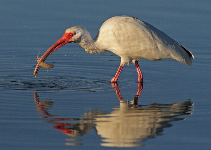 Ibis Greeting Card featuring the photograph Ibis With Shrimp #1 by Dave Mills