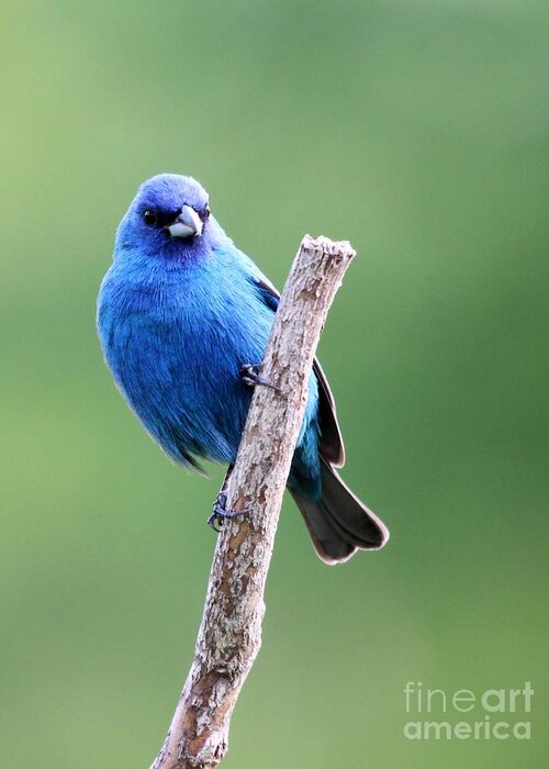 Nature Greeting Card featuring the photograph Indigo Bunting #1 by Jack R Brock