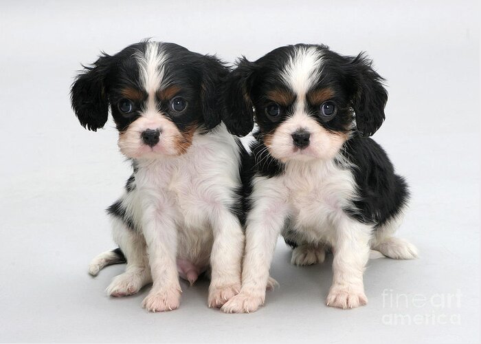 Animal Greeting Card featuring the photograph King Charles Spaniel Puppies #1 by Jane Burton