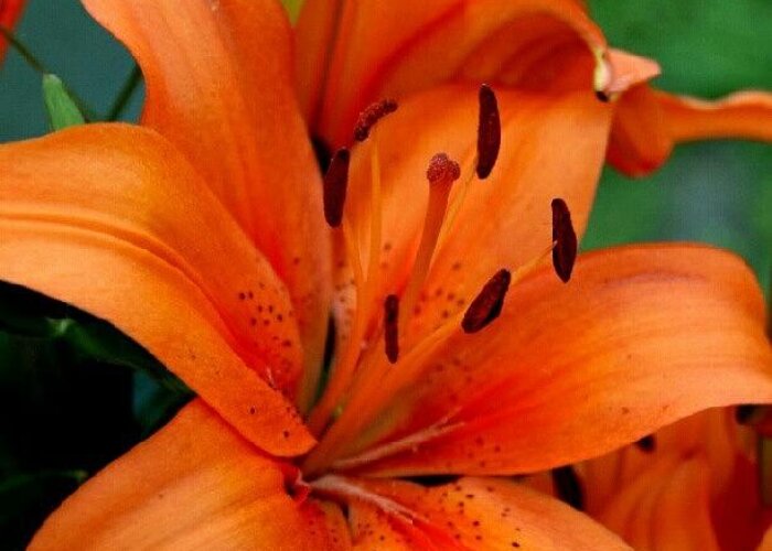  Greeting Card featuring the photograph Lily I #1 by James Granberry