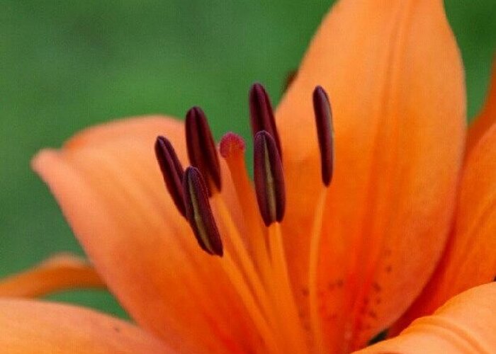  Greeting Card featuring the photograph Lily II #1 by James Granberry