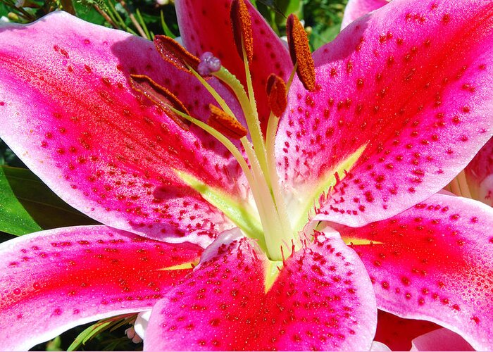 Lily Greeting Card featuring the photograph Lily #1 by Janice Adomeit