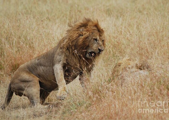 Lion Greeting Card featuring the photograph Lion #1 by Alan Clifford