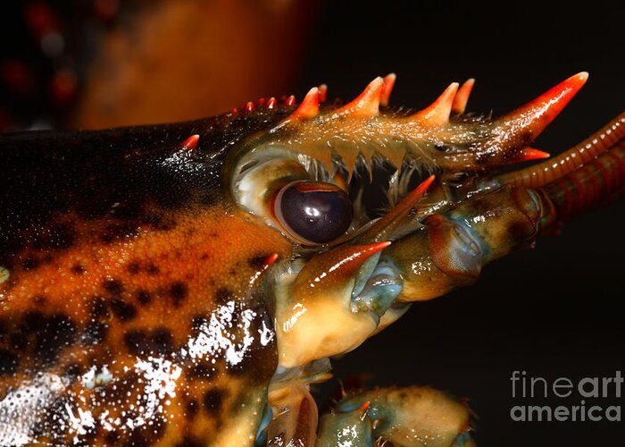 Northern Lobster Greeting Card featuring the photograph Lobster Eye #1 by Ted Kinsman