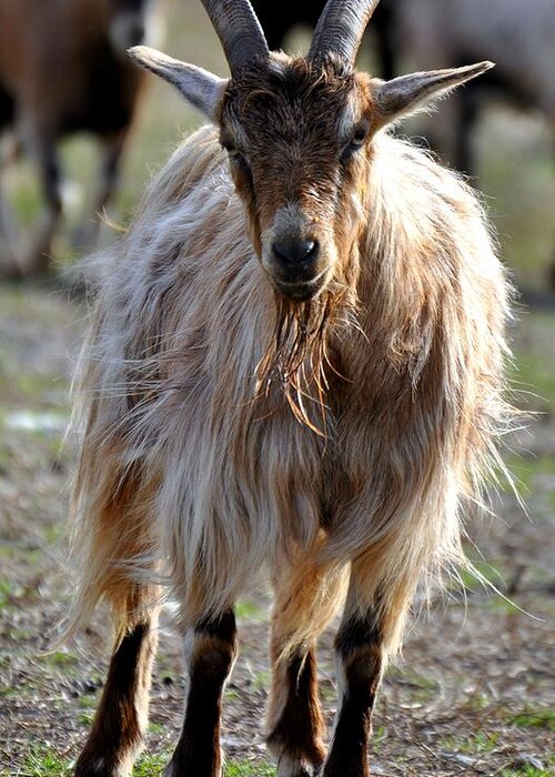Long-haired Goat Greeting Card by Sherri Brown
