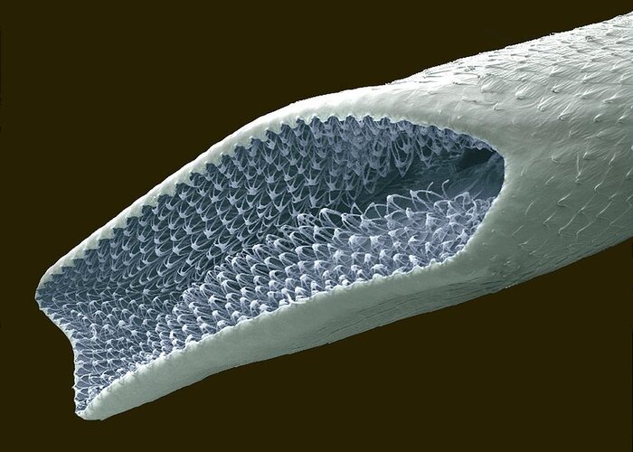 Culex Greeting Card featuring the photograph Mosquito Pupa Respiratory Tube, Sem #1 by Steve Gschmeissner