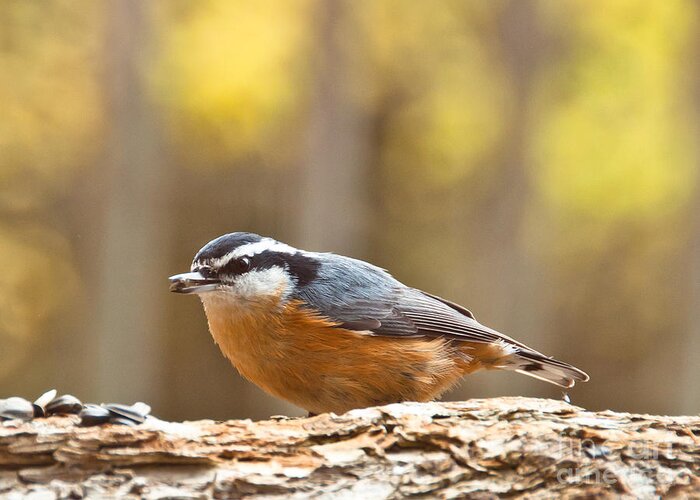 Red-breasted Nuthatch Greeting Card featuring the photograph Nuthatch #1 by Cheryl Baxter