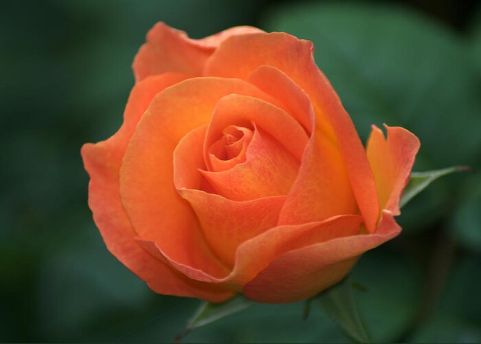 Orange Rose Greeting Card featuring the photograph Orange Rose #1 by Chris Day
