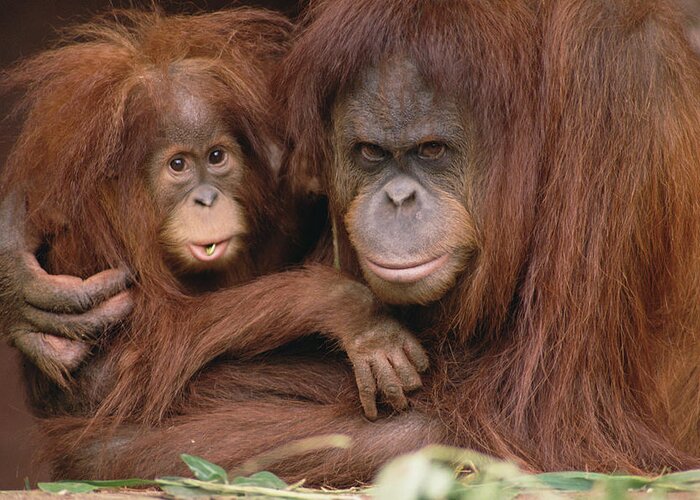 Mp Greeting Card featuring the photograph Orangutan Pongo Pygmaeus Mother by Gerry Ellis