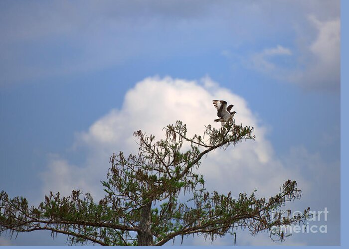 Osprey Greeting Card featuring the photograph Osprey #1 by Louise Heusinkveld