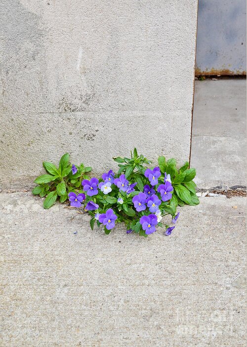 Concrete Greeting Card featuring the photograph Pansies Growing Out Of Concrete #1 by Photo Researchers