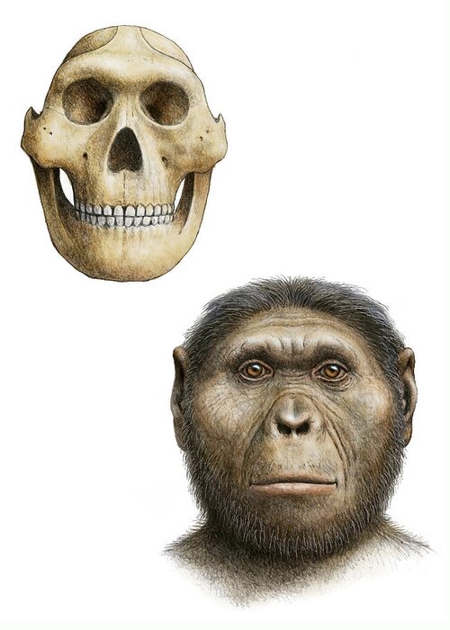 Australopithecus Robustus Greeting Card featuring the photograph Paranthropus Robustus by Mauricio Anton