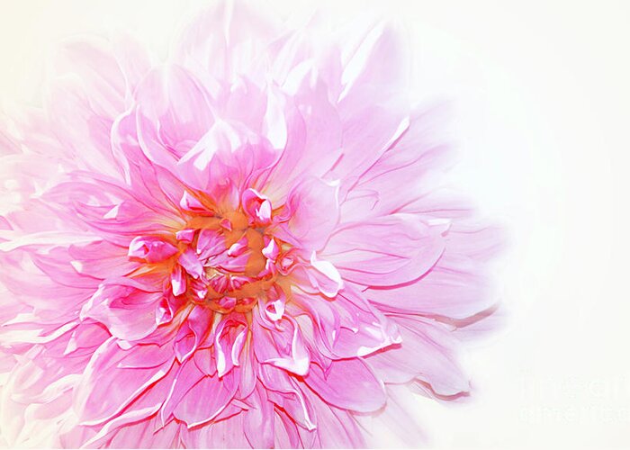 Pink Greeting Card featuring the photograph Pink #2 by Elaine Manley