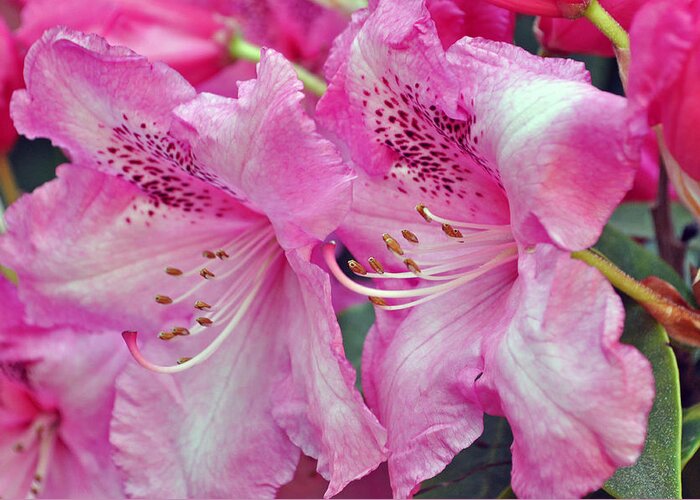 Pink Rhododendrons Greeting Card featuring the photograph Pink Rhododendrons #1 by Tikvah's Hope
