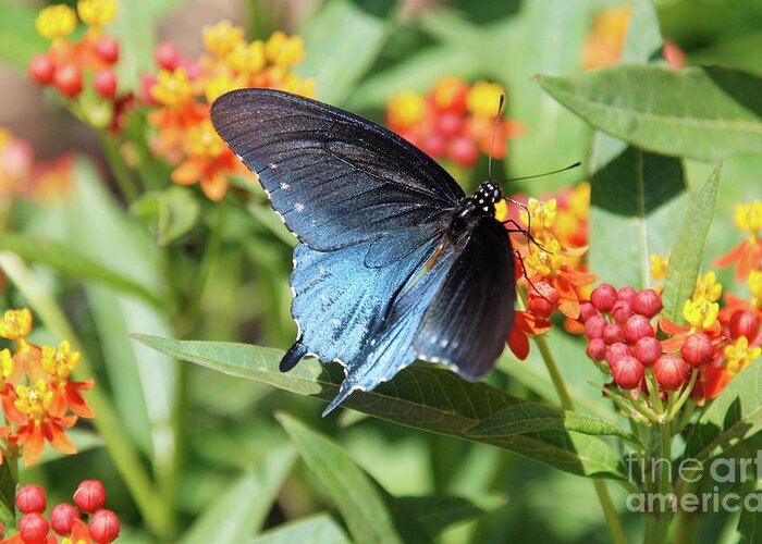 Butterflies Greeting Card featuring the photograph Pipevine Swallowtail #1 by Ken Williams