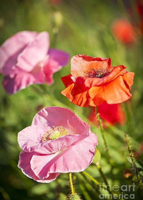 Poppies Greeting Card featuring the photograph Pink and red poppies by Elena Elisseeva