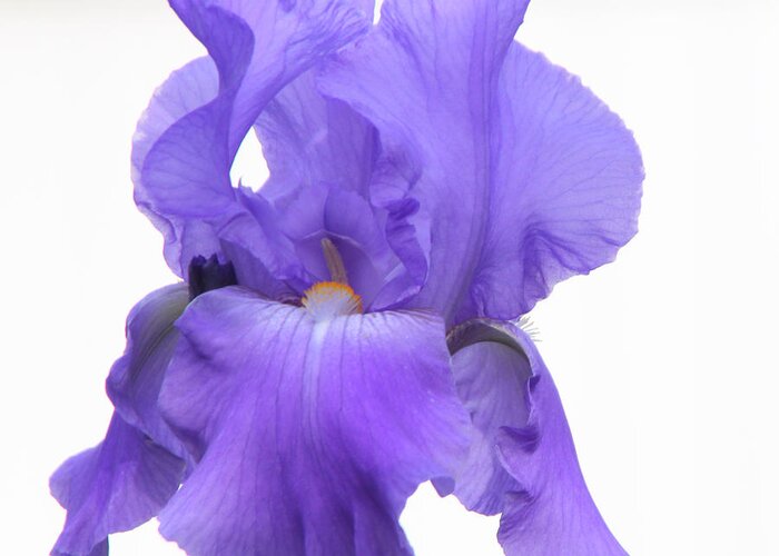 Iris Greeting Card featuring the photograph Purple Iris on White #1 by Kristy Jeppson