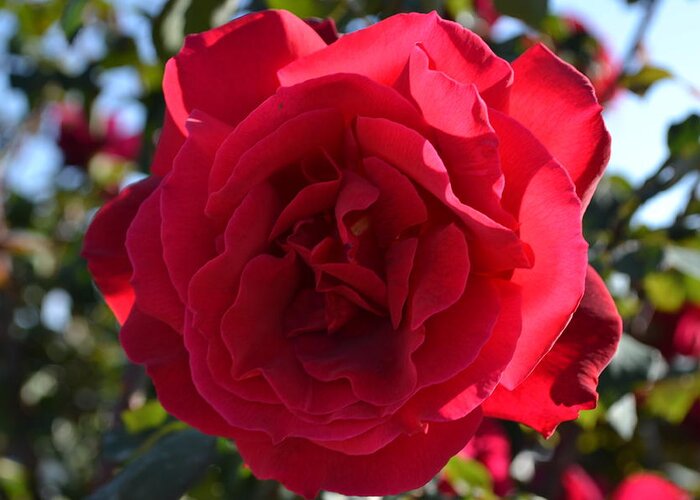 Red Rose Nature Etc Greeting Card featuring the photograph Red Rose #1 by Saifon Anaya