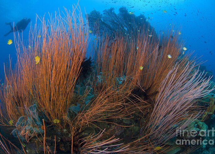 Anthozoa Greeting Card featuring the photograph Red Whip Coral Sea Fan With Diver #1 by Steve Jones