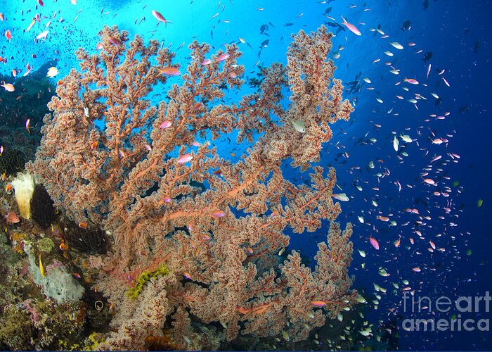 Anthozoa Greeting Card featuring the photograph Reef Scene With Sea Fan, Papua New #1 by Steve Jones