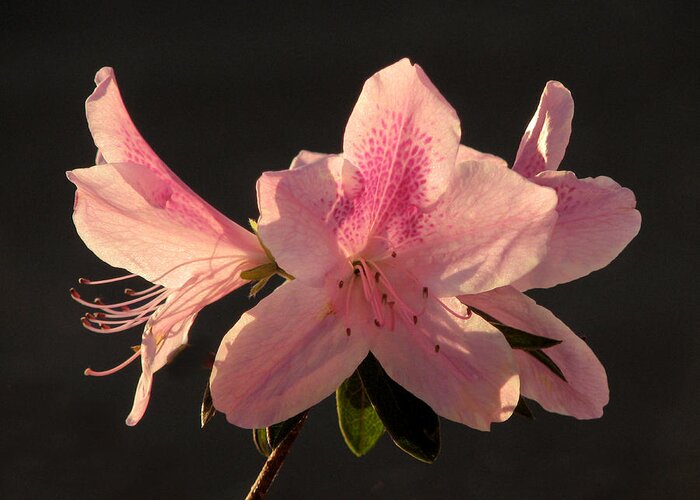 Nature Greeting Card featuring the photograph Spring Azaleas #1 by Peggy Urban