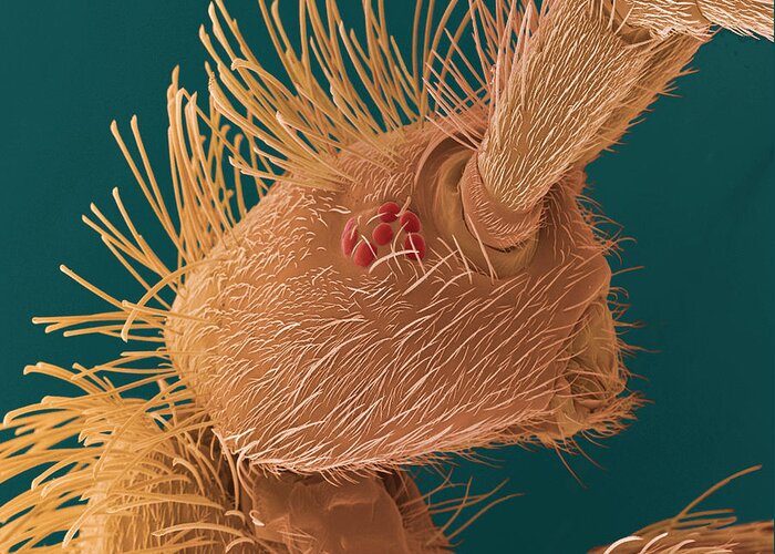 Springtail Greeting Card featuring the photograph Springtail's Head, Sem #1 by Steve Gschmeissner