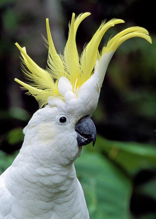 00785496 Greeting Card featuring the photograph Sulphur-crested Cockatoo Cacatua by Thomas Marent