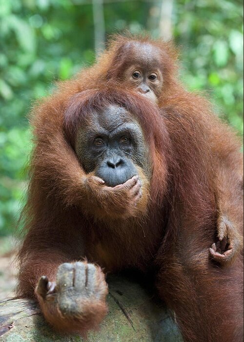 Mp Greeting Card featuring the photograph Sumatran Orangutan Pongo Abelii Mother #1 by Suzi Eszterhas