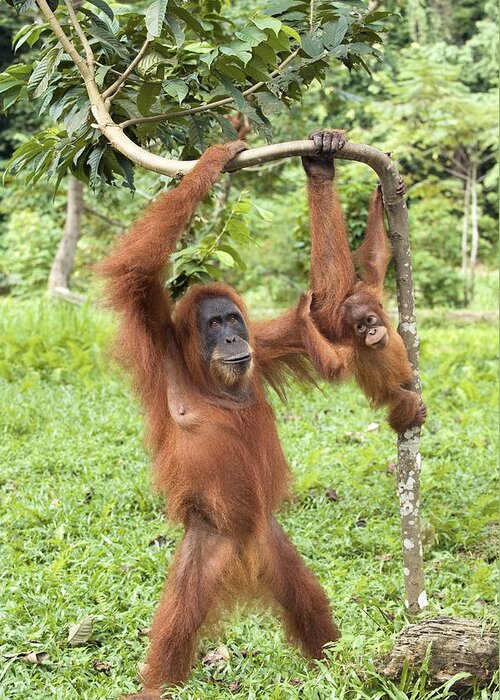Pongo Abelii Greeting Card featuring the photograph Sumatran Orangutans #1 by Tony Camacho
