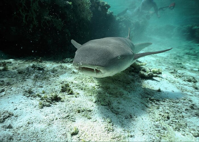 Mp Greeting Card featuring the photograph Tawny Nurse Shark Nebrius Ferrugineus #1 by Mike Parry