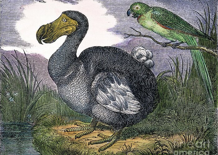 1833 Greeting Card featuring the photograph The Mauritius Dodo #1 by Granger