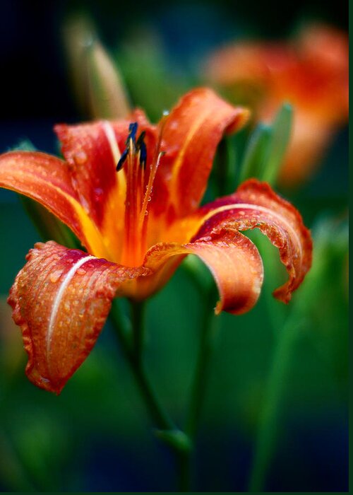 Flower Greeting Card featuring the photograph Tiger Lily #1 by Cale Best