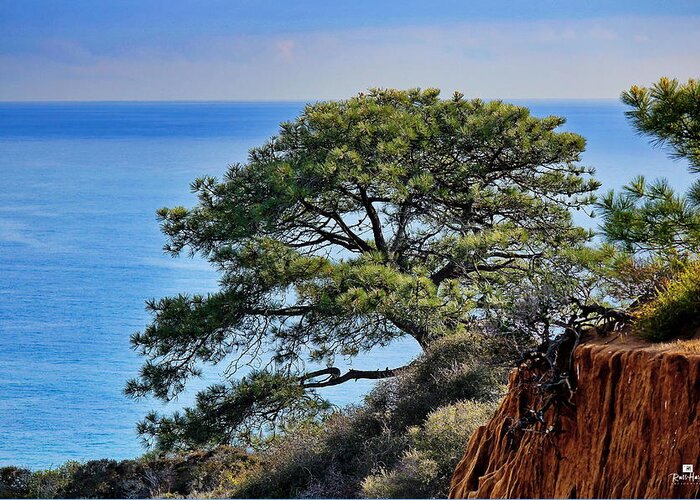 Torrey Pine State Reserve Greeting Card featuring the photograph Torrey Pines #1 by Russ Harris